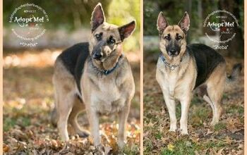 Adoptable Dog Of The Week – Sheba