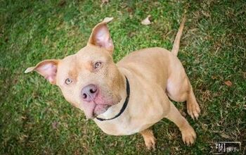 Adoptable Dog Of The Week – Simon