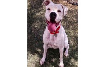 Adoptable Dog Of The Week – Symphony