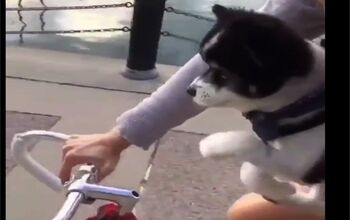 Adorable Dog Masters the Art of Air Cycling [Video]