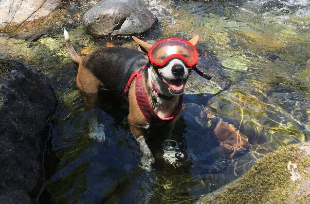 adventure of a lifetime a man and his dog ride 5 000 miles across cou