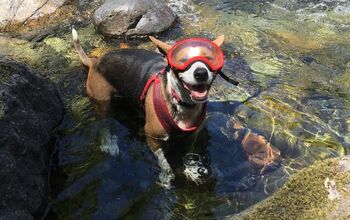 Adventure of a Lifetime: A Man and His Dog Ride 5,000 Miles Across Cou