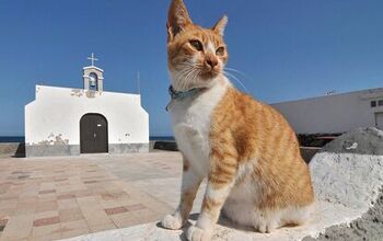 Aegean Cat