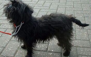 Affenpinscher