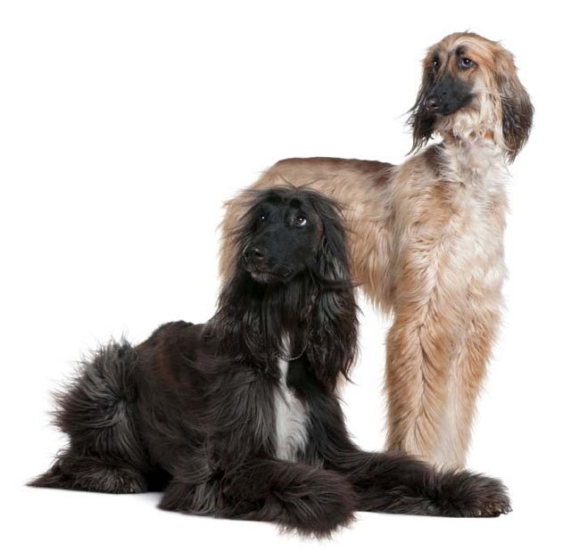 afghan hound