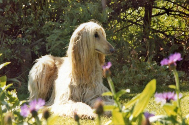 afghan hound