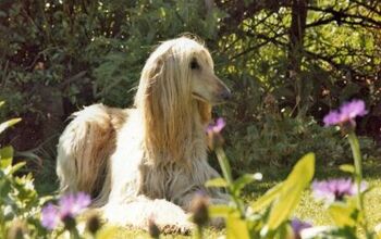 Afghan Hound