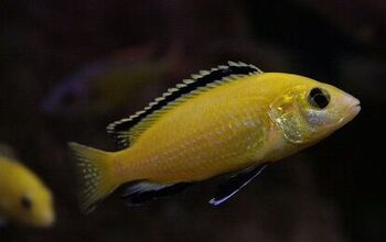 African Cichlids