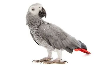 African Grey Congo