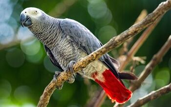 African Grey Parrot