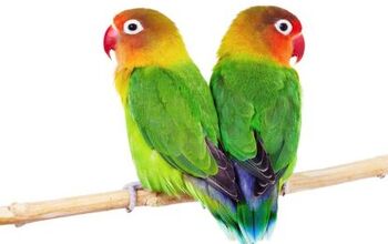 African Lovebird