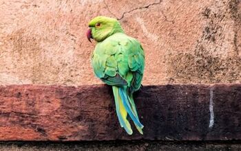 African Ringneck Parakeet