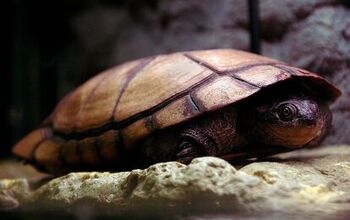 African Sideneck Turtle