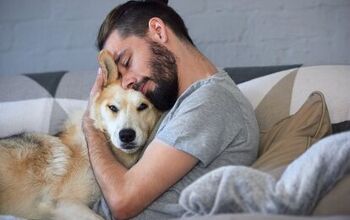 After 5 Long Years, a Lost Senior Dog is Reunited With His Owner