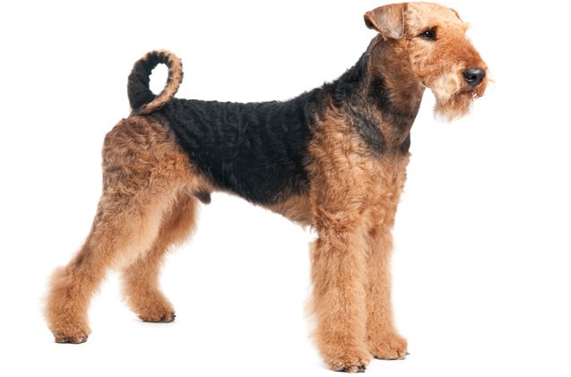 airedale terrier