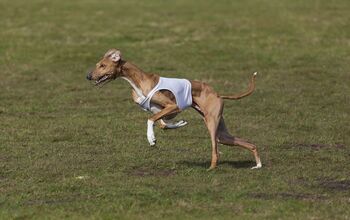 AKC’s Lure-Coursing Test Turns Mixed-Breed Dogs Into Tracking Champs