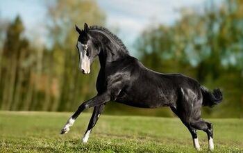 Akhal-Teke Horse