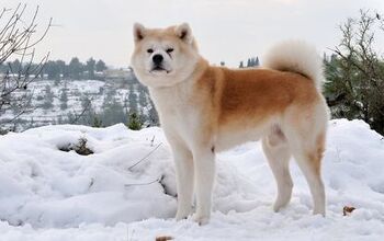 Akita