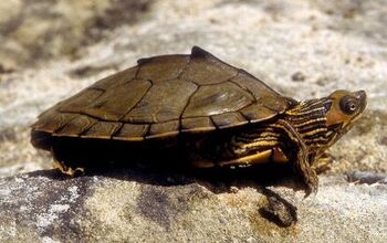 Alabama Map Turtle