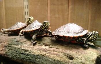 Alabama Red-Bellied Turtle