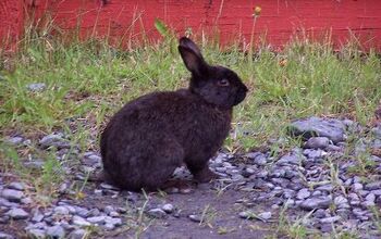 Alaska Rabbit