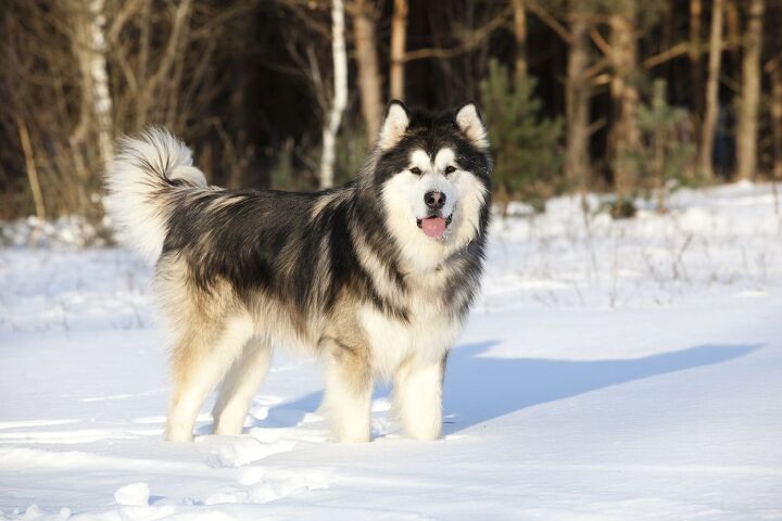 alaskan malamute