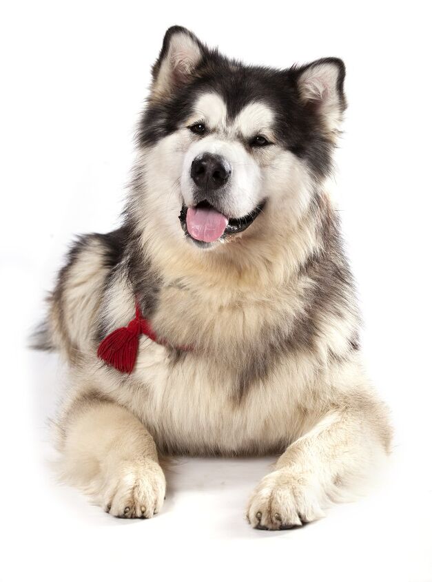 alaskan malamute