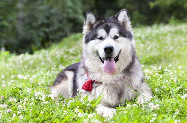 alaskan malamute