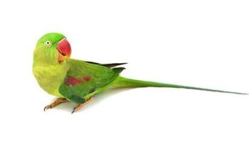 Alexandrine Parakeet