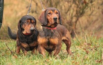 Alpine Dachsbracke