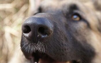 Amazing Rescue Dog Can Sniff Out Cancer In Humans