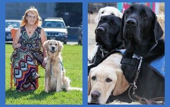 Amazing Therapy Dogs Help Diabetics Live Healthier, Happier Lives