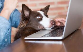 Amazon’s 6,000 Furry Employees Enjoy Pawesome Perks at Work