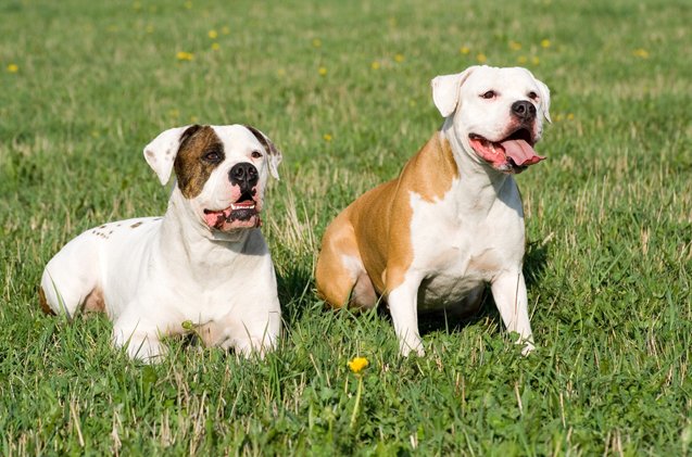 american bulldog