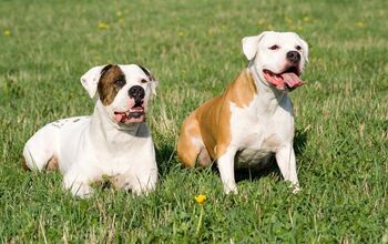 American Bulldog