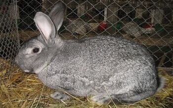 American Chinchilla Rabbit