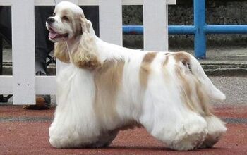 American Cocker Spaniel