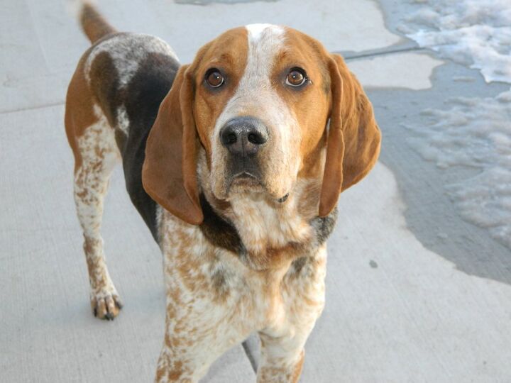 american english coonhound