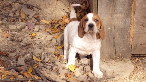 american english coonhound