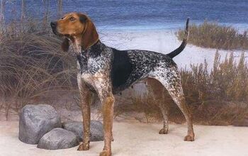 American English Coonhound