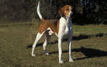 American Foxhound