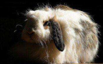 American Fuzzy Lop