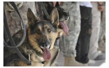 American Humane Turns Shelter Dogs to Service Dogs For Veterans