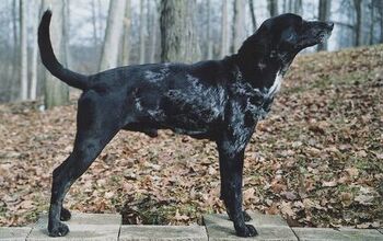 American Leopard Hound