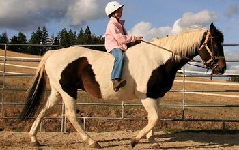 American Paint Horse