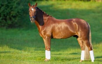 American Quarter Horse