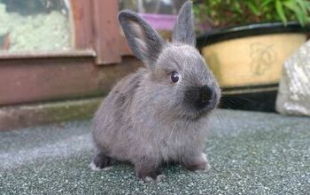 American Sable Rabbit