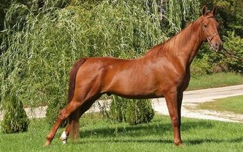 American Saddlebred Horse