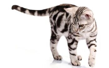 American Shorthair