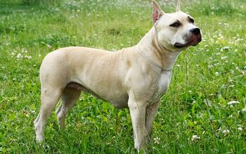 American Staffordshire Terrier